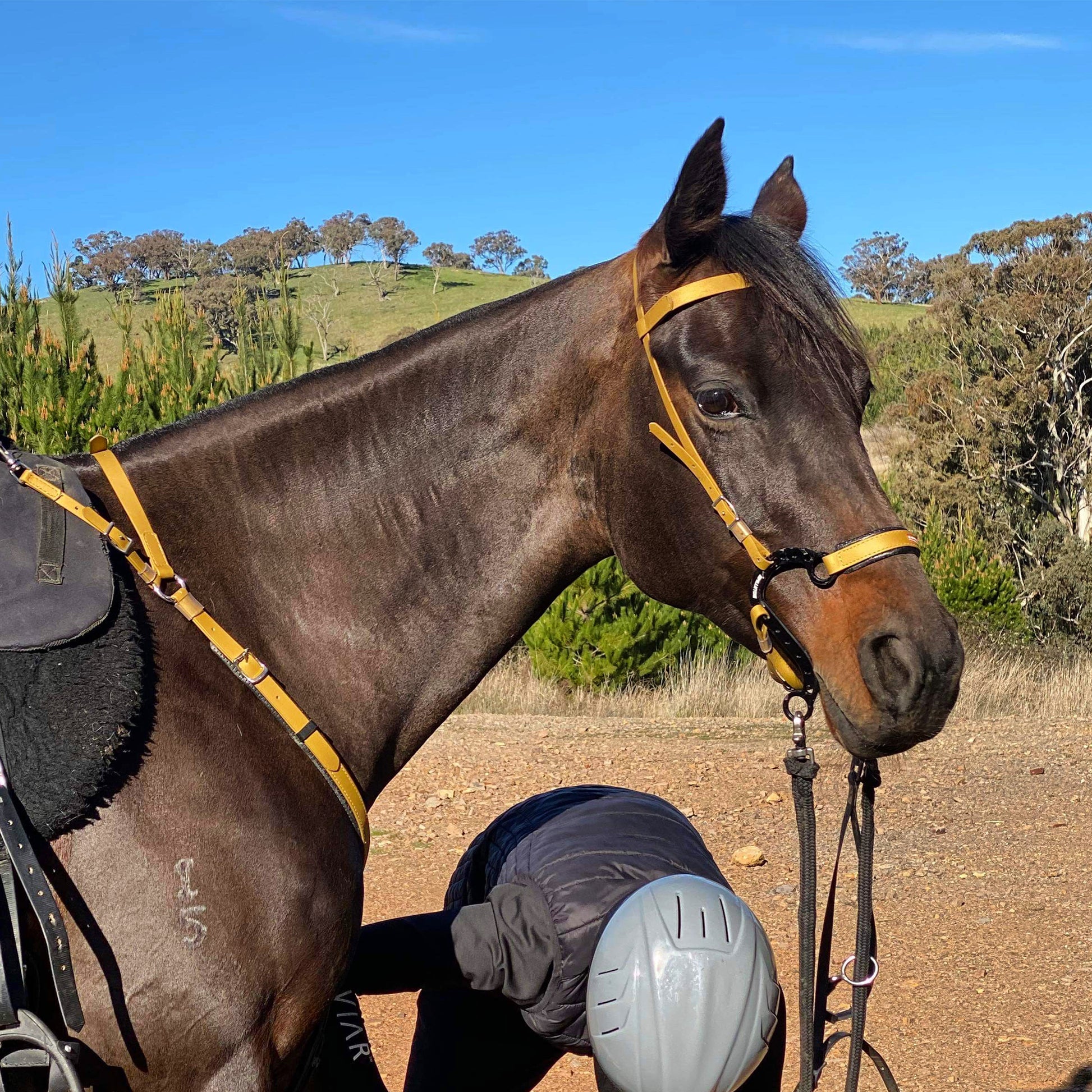 Equitime S Race Horse Hackamore - 5