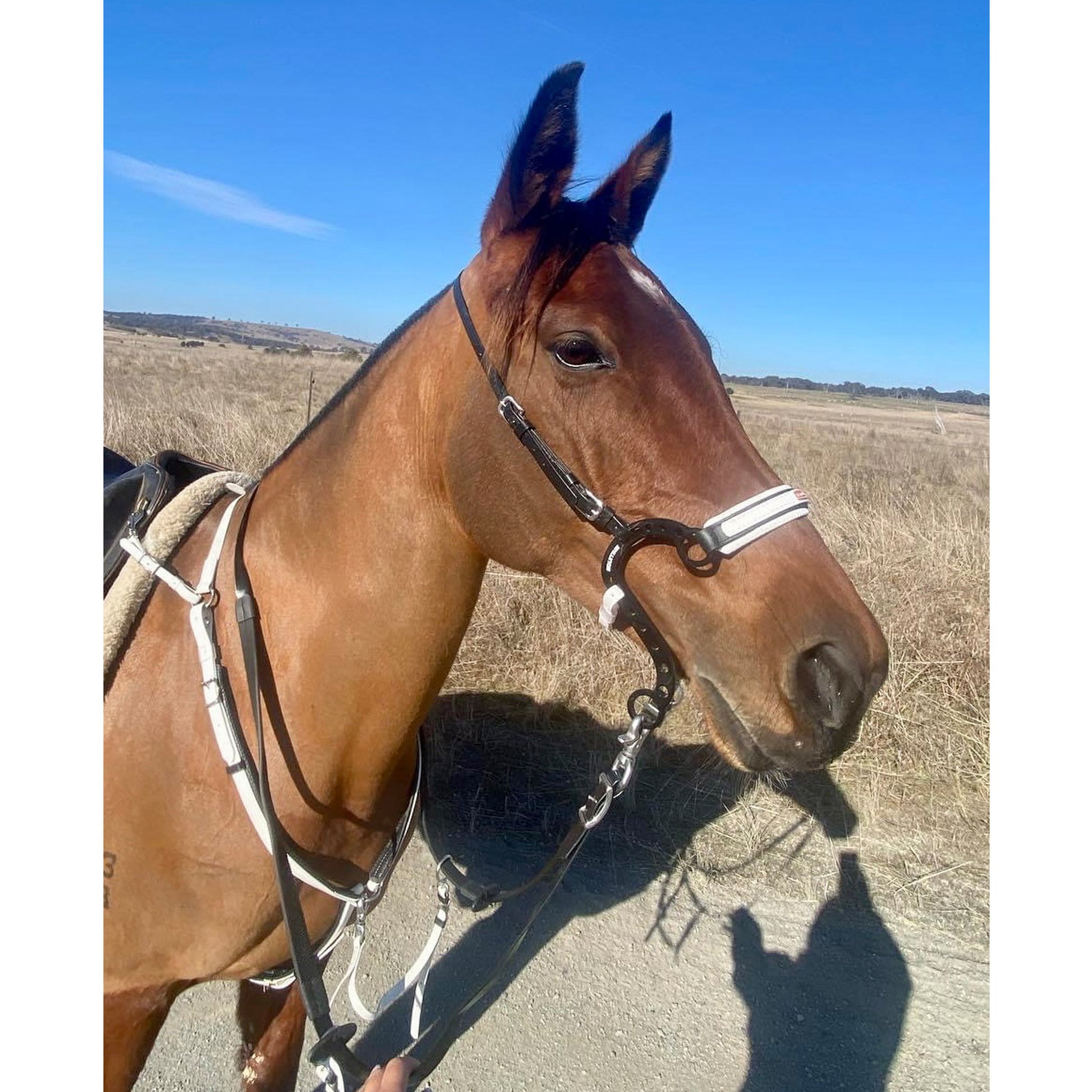 Equitime S Race Horse Hackamore - 6