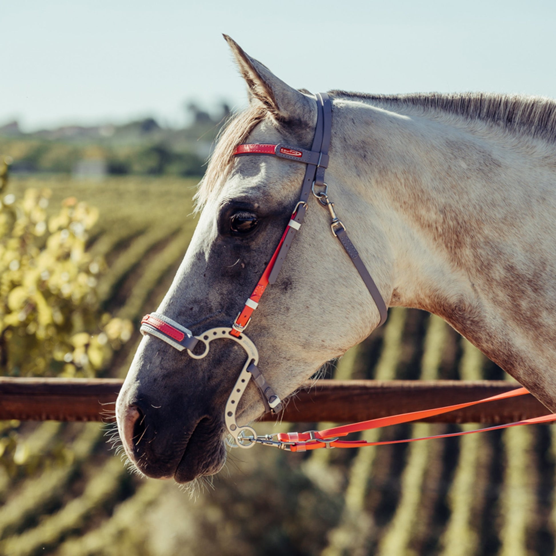 equitime fly endurance bridle - 5