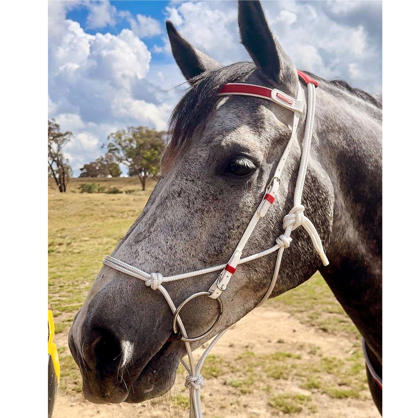 genuine biothane endurance bridle headpiece - 12