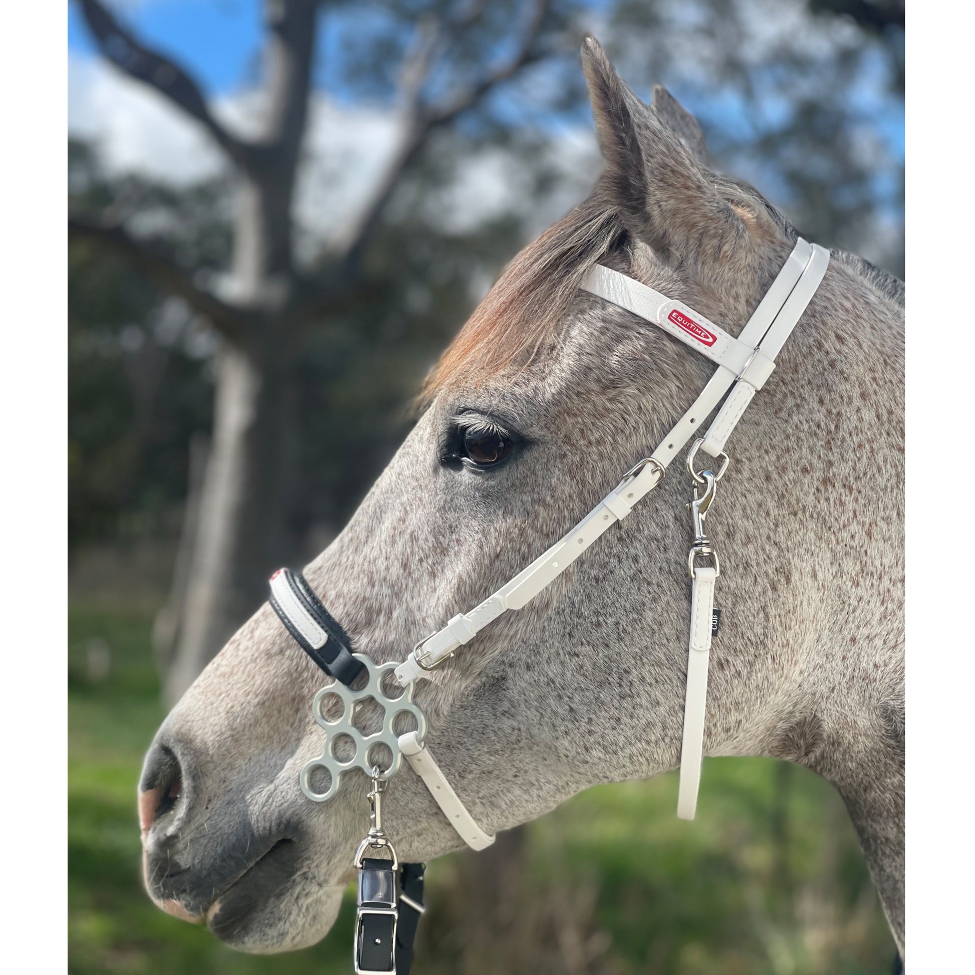 equitime flower hackamore - 1